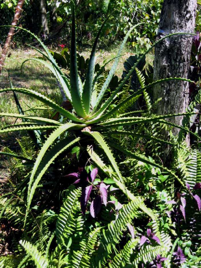 aloe